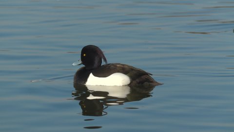 tufted duck seabird male float calm water natural world norway