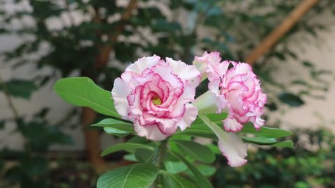 White and pink Adenium obesum or desert rose flower is blooming in garden