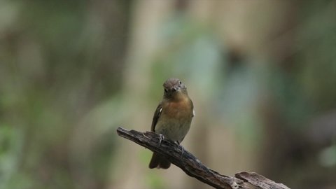 A female Chinese Blue Flycatcher 0n a branch