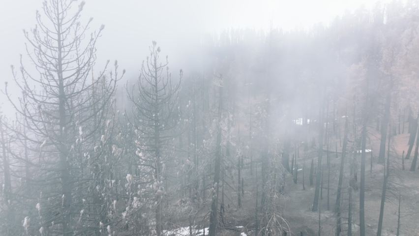Spectacular view of a park with a rock overlooking the valley. Aerial footage with stunning scene of giant sequoia trees in a thick morning fog. High quality 4k footage
