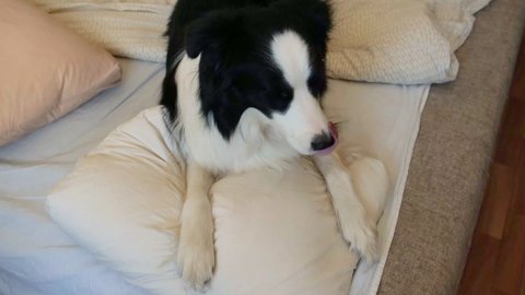 Funny cute puppy dog border collie lying on pillow blanket in bed. Do not disturb me let me sleep. Pet dog lying nap sleeping at home indoors. Funny pets animals life concept