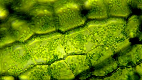 Leaf cells with chloroplasts moving inside microscopic view Vídeo Stock