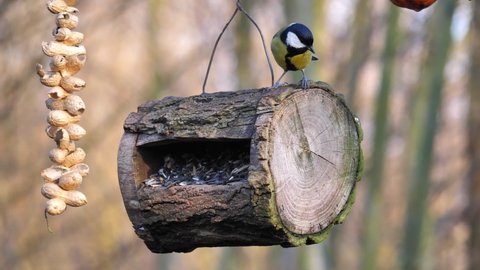 Great Tit in forest birdhouse feeding with seeds in a natural reserve, close up of the detailed colorful passerine birds. Peanuts and fruits hanging. Wild life. Parus major.