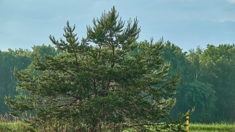 Pinus sylvestris, Scots, Scotch or Baltic pine, is tree in pine family Pinaceae that is native to Eurasia, ranging from Western Europe to Eastern Siberia,