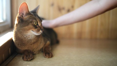 Abyssinian is breed of domestic short-haired cat with distinctive ticked tabby coat, in which individual hairs are banded with different colors. The breed is named for Abyssinia (now called Ethiopia).