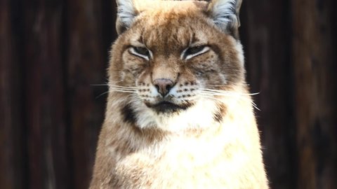 Eurasian lynx (Lynx lynx) is medium-sized wild cat widely distributed from Northern, Central and Eastern Europe to Central Asia and Siberia, Tibetan Plateau and Himalayas.