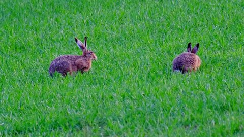 fluffy animals grazing on green lawn, mammal hare of lagomorph order, Lepus europaeus eats grass, young wheat plants, harming agriculture, winter crops, valuable game animals, sport hunting