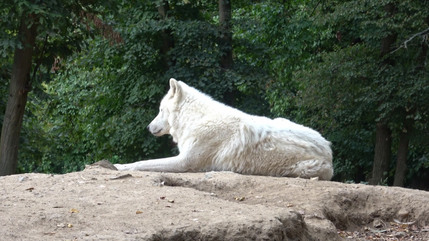 Arctic wolf (Canis lupus arctos), also known as the white wolf or polar wolf
