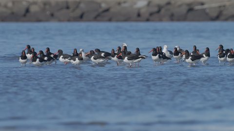 A flock of oystercatcher take off