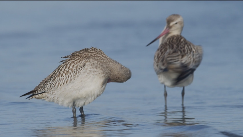 Bar-tailed Godwit grooming in japan | Shutterstock HD Video #1089086543