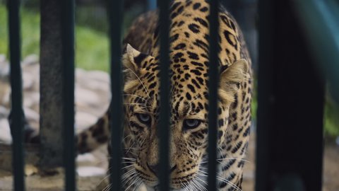 A Himalayan Leopard walking inside a cage in a zoo. Indian wildlife. Animals in a zoo. 