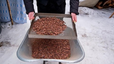 A man sifts nuts from large debris to extract cedar nuts from Siberian pine cones.