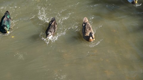 Feeding ducks, ducks swim in the pond. Drakes