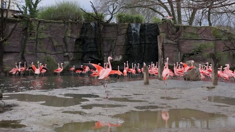 The pink flamingo, or common flamingo is a species of bird from the order Flamingo-like. The plumage of adult males and females is pale pink, the wings are purple-red, the flight feathers are black.
