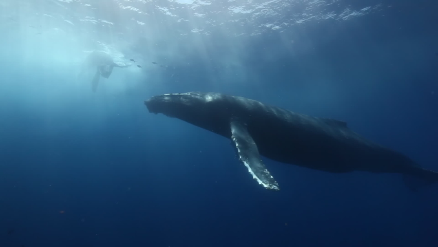 Humpback whales underwater of Pacific Ocean. Giant animal Megaptera Novaeangliae in Tonga Polynesia. Concept of family idyll of whales giant sea animals and underwater megafauna. Royalty-Free Stock Footage #1089087227