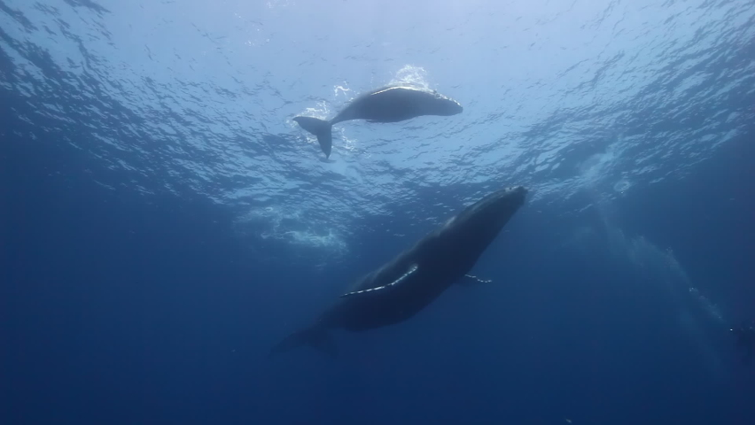 Close-up humpback whale mother and calf underwater in Pacific Ocean. Giant animals Megaptera Novaeangliae huge whales in pure transparent water in Tonga Polynesia | Shutterstock HD Video #1089087229