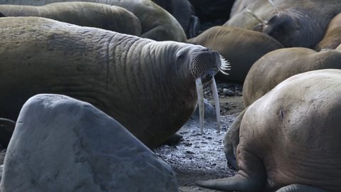 Group of walruses relax on shore of Arctic Ocean in Svalbard. Wildlife. Dangerous animals in Nordic badlands. Unique footage on background natural landscape and snow mountains of Spitsbergen.