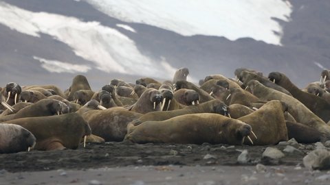 Group of walruses relax on shore of Arctic Ocean in Svalbard. Wildlife. Dangerous animals in Nordic badlands. Unique footage on background natural landscape of Spitsbergen.
