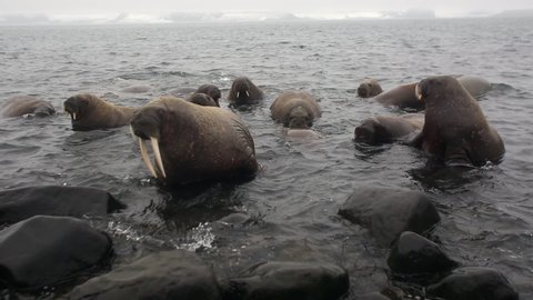 Group of walruses are floating in water in fog of Arctic Ocean in Svalbard. Wildlife. Dangerous animals in Nordic badlands. Unique footage on background natural landscape of Spitsbergen.
