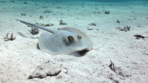 Blue Spotted Stingray on Coral Reef on sandy bottom. Amazing, beautiful underwater marine sea world Red Sea and life of its inhabitants, creatures and diving, travels.