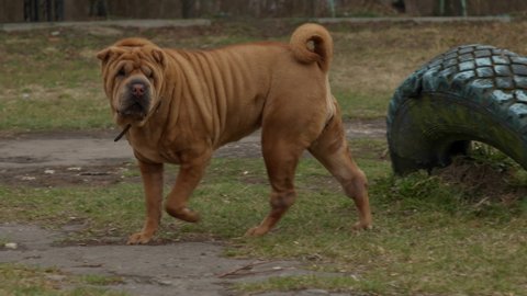 Brown SharPei walks calmly and sniffs out the grass. 4K slow motion high quality