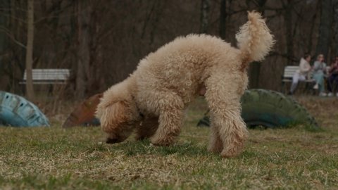 A beautiful cute poodle sniffs the grass then pisses.4K slow motion high quality