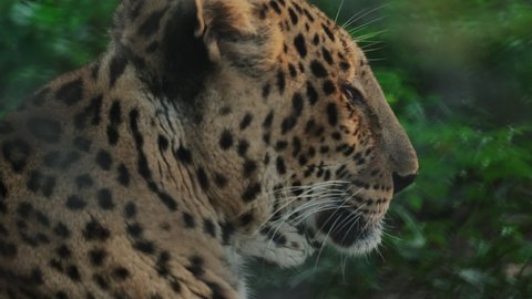 Close-up Of An Aggressive Himalayan Leopard inside a cage. Indian wildlife. Animals in a zoo.