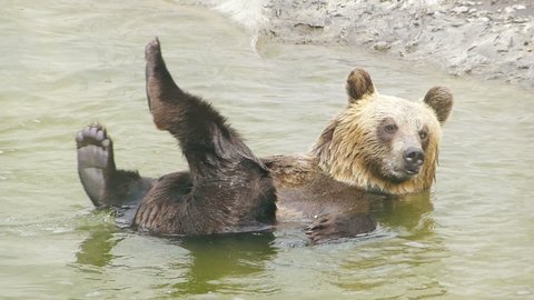 Grizzly bear bathing. One young grizzly washes in the river lying on his back. Footage of wild animals. Close up shots of bear. Brown Bear. Bathing wild animals. Wildlife natural background. 