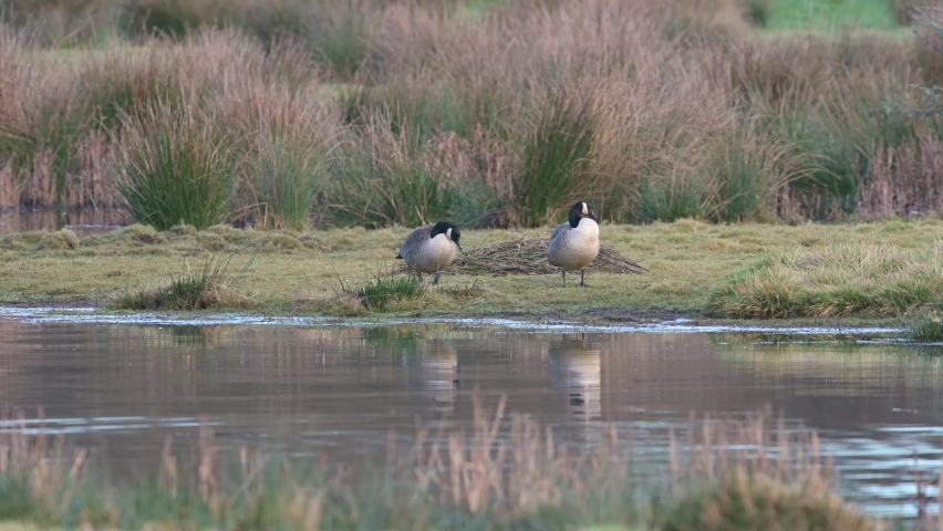 Canada Geese, Canada Goose, Branta Canadensis in habitat
 Royalty-Free Stock Footage #1089089605