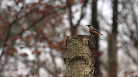 A stationary close footage of the Eurasian nuthatch bird or also called wood nuthatch (Sitta europaea - Latin name). It is a small passerine bird found throughout the Palearctic and in Europe.