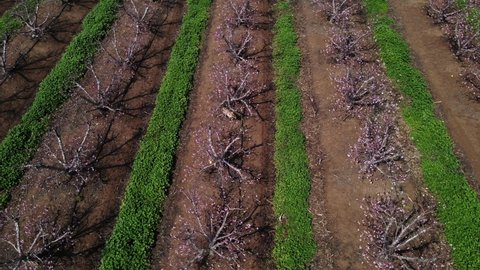 Drone shot photo of agricultural fields paddy cultivation Israel, Golan Heights, Mevo Hama coconut trees plantain banana aerial view top angle bright sunny day beautiful scenery natural rural area.