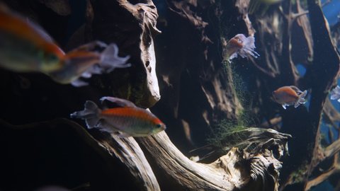 Close up shot of school of fish swimming in deep water of Aquarium - Colorful Neon fish in silver and orange color