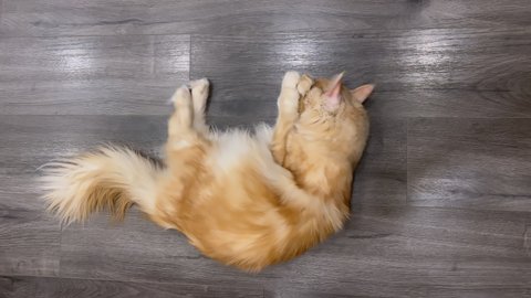 Red maine coon cat playing with mouse toy at the floor indoors. Pet animal after smelling catnip and matatabi. Fur ginger cat.