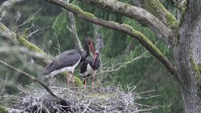 Close-up of a black stork. Pairing in the nest. In deep old forest.