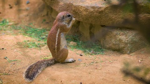 Cape ground squirrel or South African ground squirrel, also known as Xerus inauris eating. It is found in most of the drier parts of southern Africa. 4K UHD video.