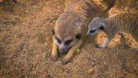 Close-up view of meerkat with cub. Wildlife and nature stock footage. 4K UHD video.