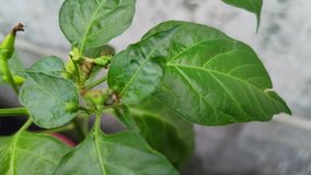 Video of chili peppers tree with young flower surrounded by green leaves in the vegetable planting in countryside farm, some red ants crawl on its branch