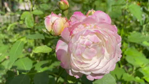 White and pink color Floribunda Rose Andre Brichet (Imca Marina, André Brichet) flowers in a garden in July 2021