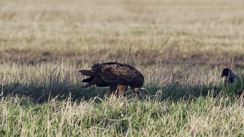 Lesser spotted eagle Aquila pomarina in spring on the ground. Eat dead bird.