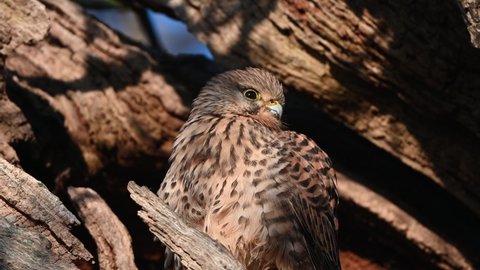 Juvenile Kestrel watching and learning