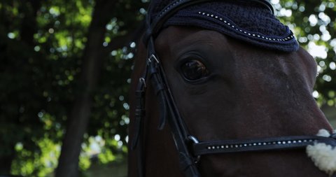 close-up of the muzzle of a horse dressed in ears on its head against the backdrop of a ray of sun through the green trees. the head of a sports horse that looks into the camera