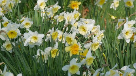Many beautiful blooming flowers of daffodils on a green lawn on a sunny spring day
