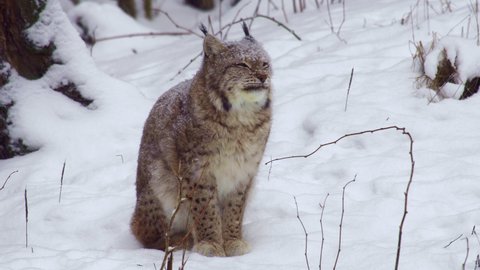 Close-up of a lynx. The lynx sits in the snow, blinks and turns its head.