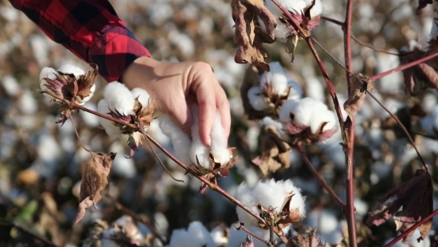 How Long Is A Cotton Picking Minute