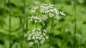 Aethusa cynapium, fools parsley, fools cicely, or poison parsley is an annual or biennial herb in plant. HD video
