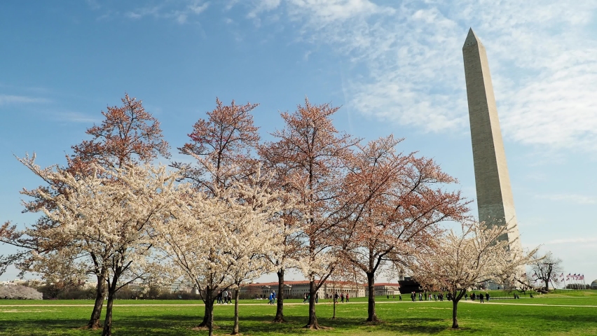 Sunny view of the Washington Monument with cherry blossom at Washington DC