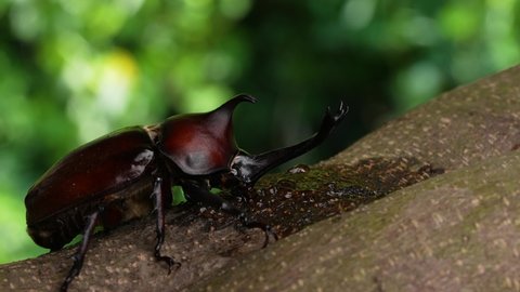 4K video of beetles licking sap