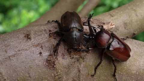 4K video of male and female beetles licking sap.