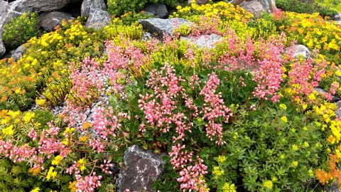 Cold hardy succulents, mostly sedums, bloom in rock garden in Zone 4 in northern Ontario, Canada in summer. Bees are hoovering over flowers.