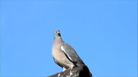 pigeon on the roof, blue sky, background, closeup, copy space
